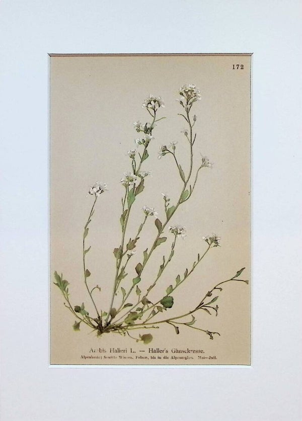 Arabis Halleri L. - Haller's Gänsekresse - Atlas der Alpen-Flora, 1897. Botánica.