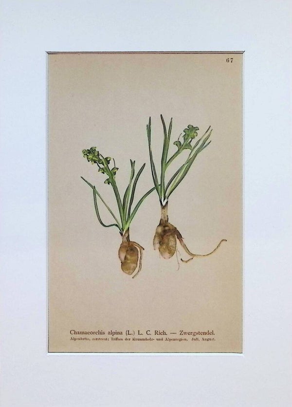 Chamaeorchis alpina (L.) L. C. Rich. - Zwergstendel - Atlas der Alpen-Flora, 1897. Botánica.
