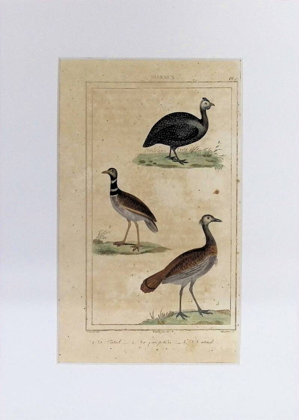 Aves – Le Outard, La Gangue y L’Outarde | Historia Natural de Buffon (1828) – 27x20 cm