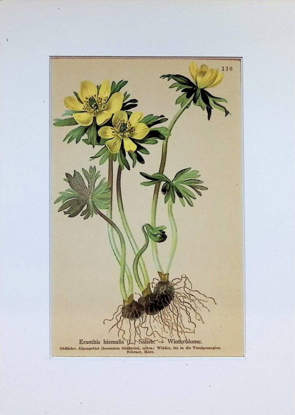 Eranthis hiemalis (L.) Salisb. — Winterblume