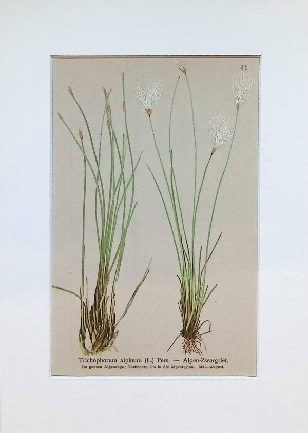 Trichophorum alpinum (L.) Pers. - Alpen-Zwergriet - Atlas der Alpen-Flora, 1897. Botánica.