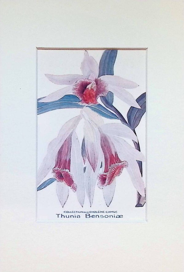 Tarjeta Botánica Antigua - Orquídea Thunia Bensoniae - Col. Choléïne Camus