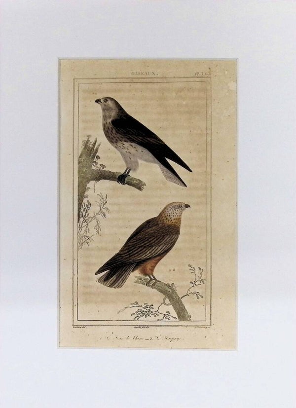 Aves – Busardo y Azor | Historia Natural de Buffon (1828) – 27x20 cm