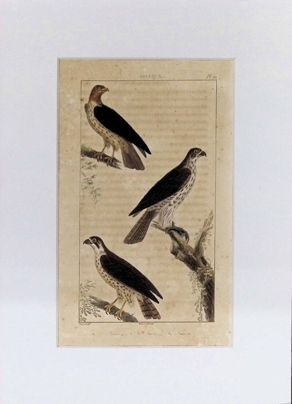 Aves – L’Autour, Le Sacre y Le Lanier | Historia Natural de Buffon (1828) – 27x20 cm
