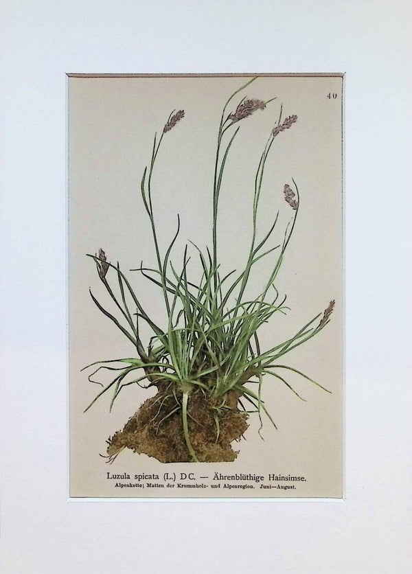 Luzula spicata (L.) DC. - Ährenblütige Hainsimse - Atlas der Alpen-Flora, 1897. Botánica.