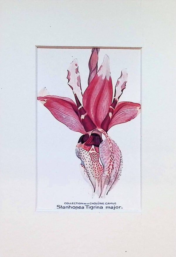 Tarjeta Botánica Antigua - Orquídea Stanhopea Tigrina major - Col. Choléïne Camus