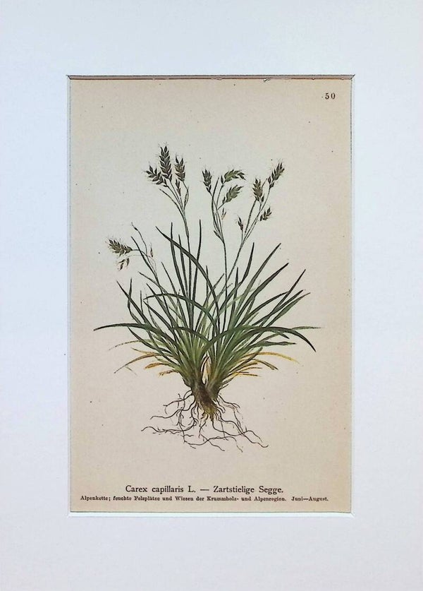 Carex capillaris L. — Zartstielige Segge — Atlas der Alpen-Flora, 1897. Botánica.