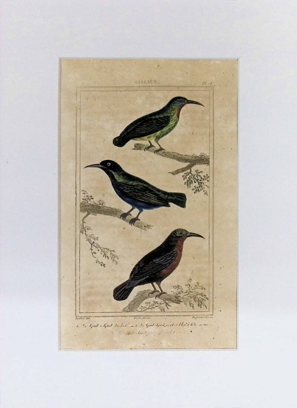 Aves – Le Guit-guit bachélé, Le Guit-guit vert et bleu d’Abyssinie y Le Guit-guit noir et violet | Historia Natural de Buffon (1828) – 27x20 cm