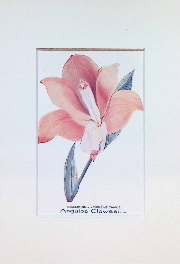 Tarjeta Botánica Antigua - Orquídea Anguloa Clowesii - Col. Choléïne Camus