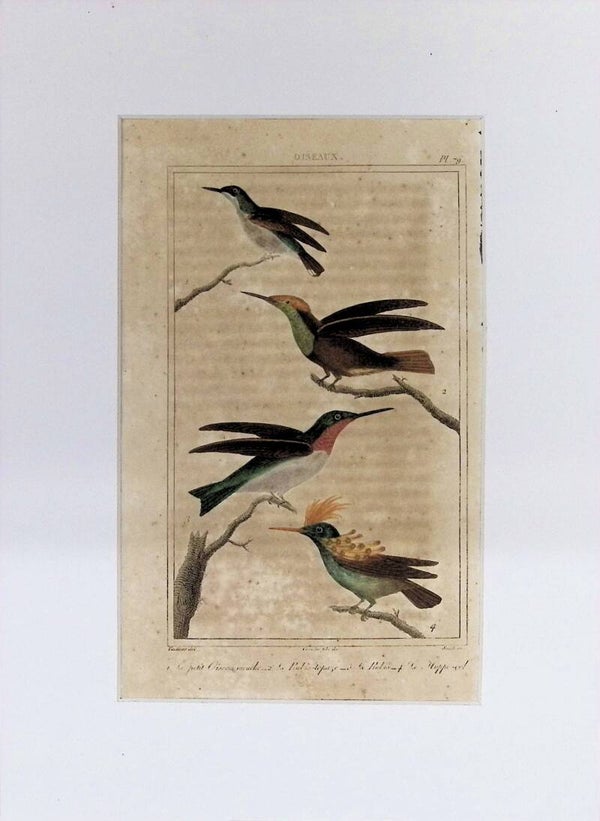 Aves – Colibríes | Historia Natural de Buffon (1828) – 27x20 cm
