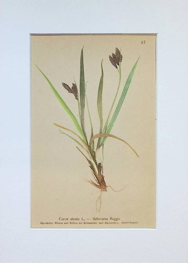 Carex atrata L. — Schwarze Segge — Atlas der Alpen-Flora, 1897. Botánica.
