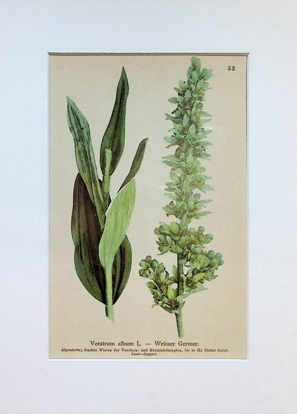 Veratrum album L. — Weisser Germer — Atlas der Alpen-Flora, 1897. Botánica.