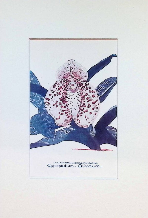Tarjeta Botánica Antigua - Orquídea Cypripedium Oliveum - Col. Choléïne Camus