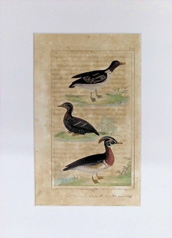 Aves – Barnacla, Tarro y Pato de Cresta | Historia Natural de Buffon (1828) – 27x20 cm