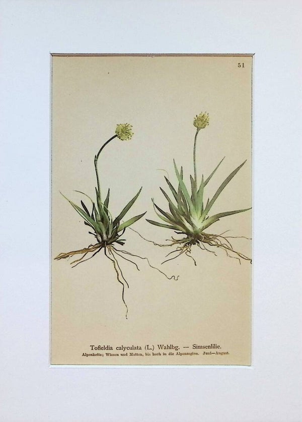 Tofieldia calyculata (L.) Wahlbg. — Simsenlilie — Atlas der Alpen-Flora, 1897. Botánica.