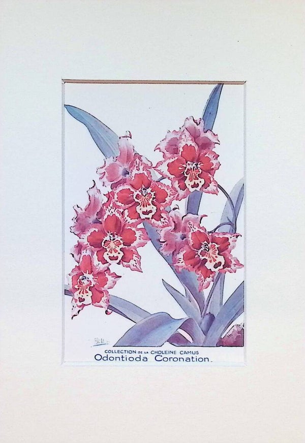 Tarjeta Botánica Antigua - Odontioda Coronation - Col. Choléïne Camus