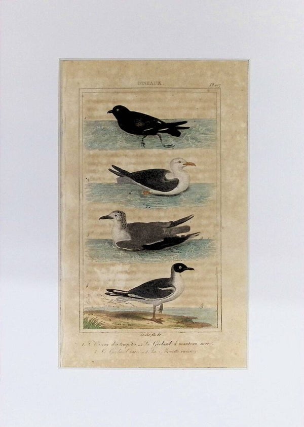 Aves – Gaviotas y Ave de las Tempestades | Historia Natural de Buffon (1828) – 27x20 cm