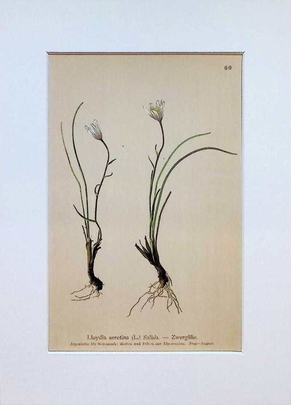 Lloydia serotina (L.) Salisb. — Zwerglilie — Atlas der Alpen-Flora, 1897. Botánica.