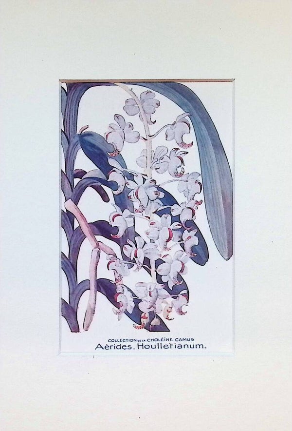 Tarjeta Botánica Antigua - Orquídea Aerides Houlletianum - Col. Choléïne Camus
