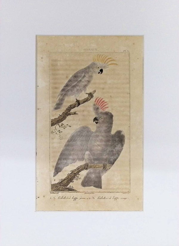 Aves – Cacatúas | Historia Natural de Buffon (1828) – 27x20 cm