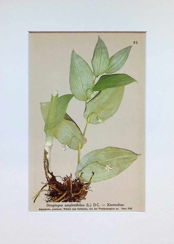 Streptopus amplexifolius (L.) D.C. — Knotenfuss — Atlas der Alpen-Flora, 1897. Botánica.
