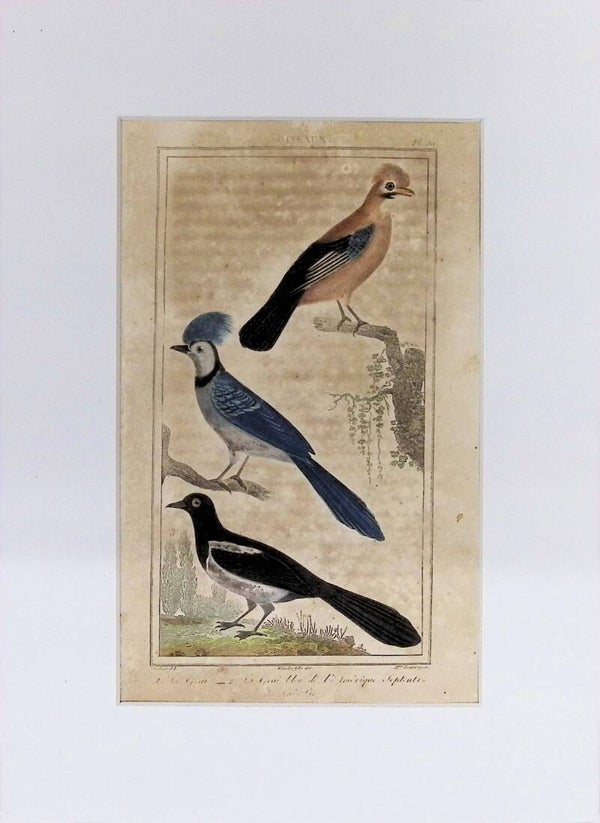 Aves – Arrendajo, Graja y Urraca | Historia Natural de Buffon (1828) – 27x20 cm