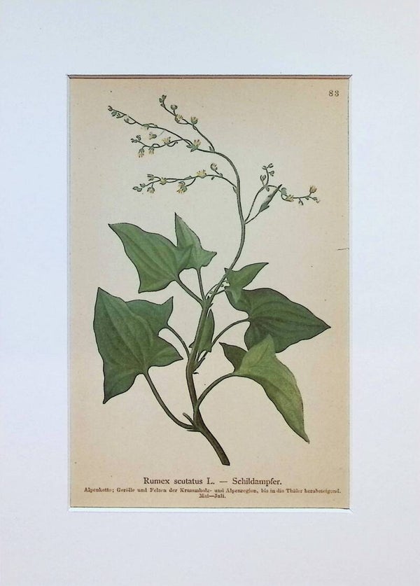 Rumex scutatus L. — Schildampfer — Atlas der Alpen-Flora, 1897. Botánica.
