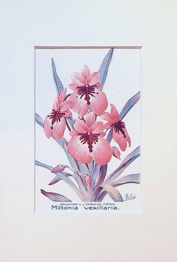 Tarjeta Botánica Antigua - Orquídea Miltonia Vexillaria - Col. Choléïne Camus