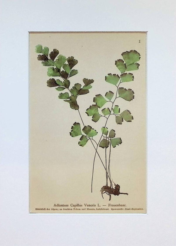 Adiantum Capillus Veneris L. — Frauenhaar — Atlas der Alpen-Flora, 1897. Botánica.