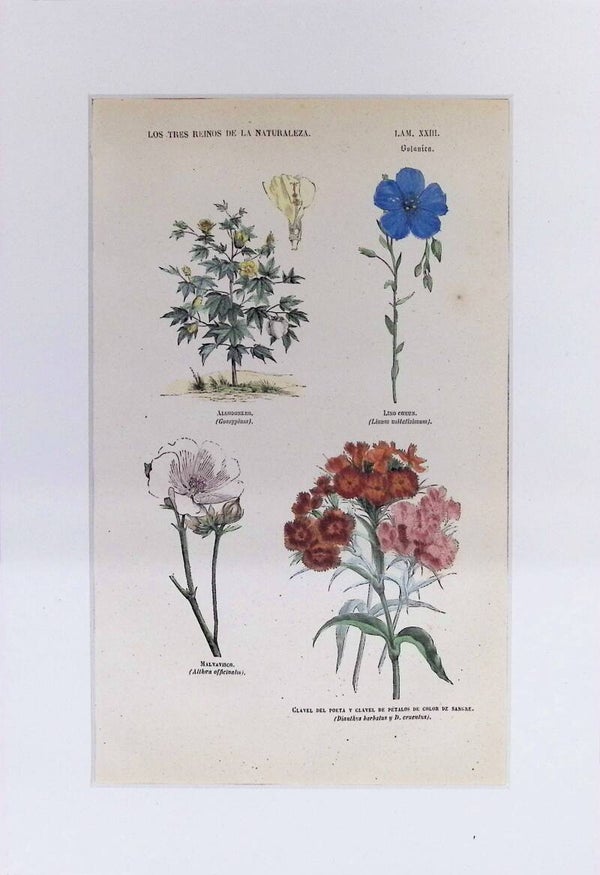 Algodonero, Lino, Malvavisco y Clavel | Los Tres Reinos de la Naturaleza – Lámina XXIII (1852-1858) – 32x22 cm