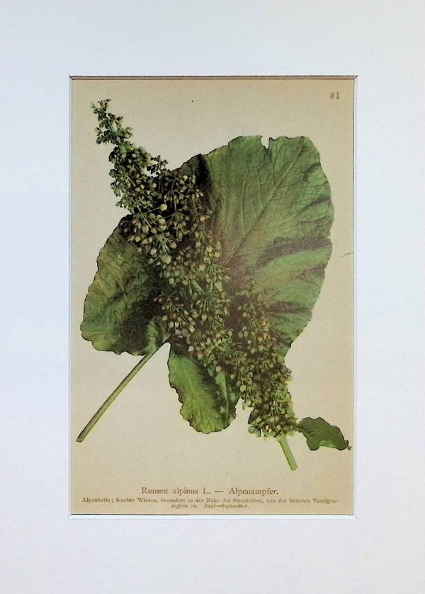 Rumex alpinus L. — Alpenampfer — Atlas der Alpen-Flora, 1897. Botánica.