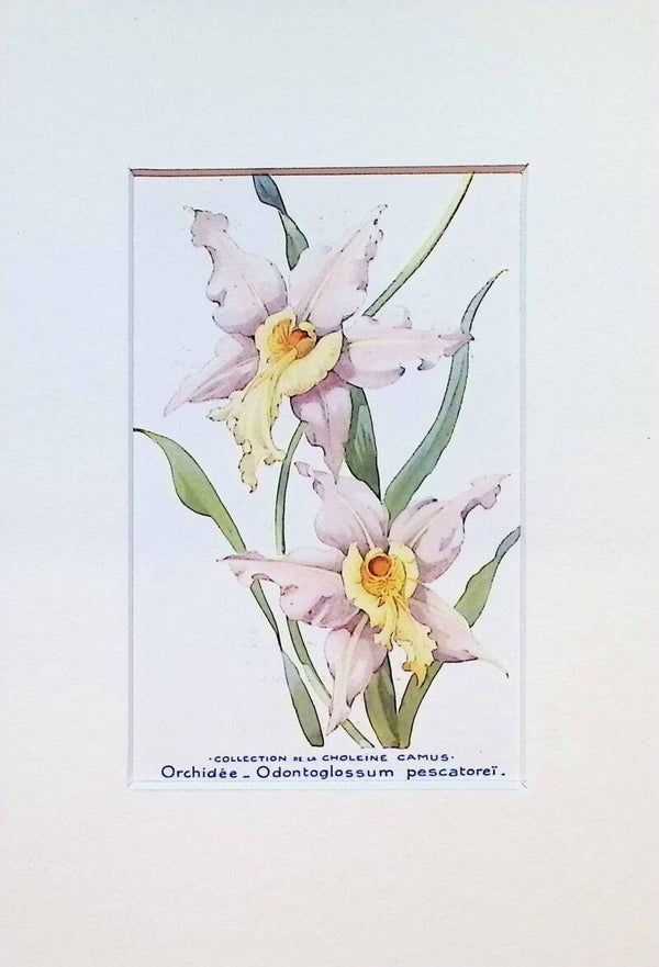 Tarjeta Botánica Antigua - Orquídea Odontoglossum Pescatorei - Col. Choléïne Camus