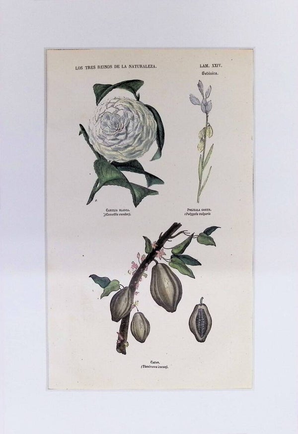 Camelia Blanca, Peligala y Cacao | Los Tres Reinos de la Naturaleza – Lámina XXIV (1852-1858) – 32x22 cm