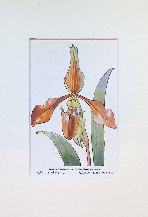 Tarjeta Botánica Antigua - Orquídea Cypripedium - Col. Choléïne Camus