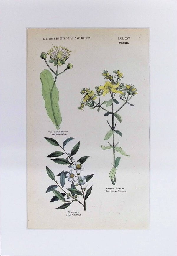 Tilo, Hipérico y Té de China | Los Tres Reinos de la Naturaleza – Lámina XXVI (1852-1858) – 32x22 cm
