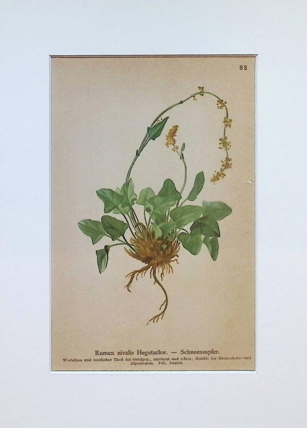 Rumex nivalis Hegetschw. — Schneeampfer — Atlas der Alpen-Flora, 1897. Botánica.