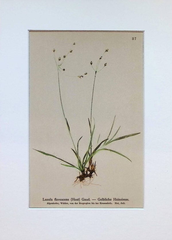 Luzula flavescens (Host) Gaud. — Gelbliche Hainsimse — Atlas der Alpen-Flora, 1897. Botánica.