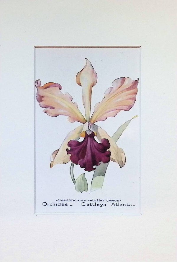 Tarjeta Botánica Antigua - Orquídea Cattleya Atlanta - Col. Choléïne Camus