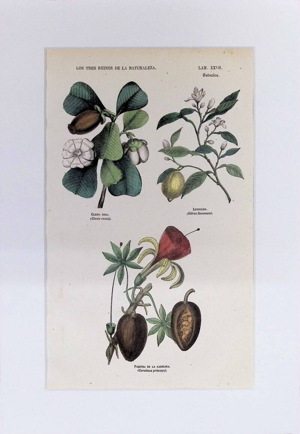 Clusia, Limonero y Paquira | Los Tres Reinos de la Naturaleza – Lámina XXVII (1852-1858) – 32x22 cm
