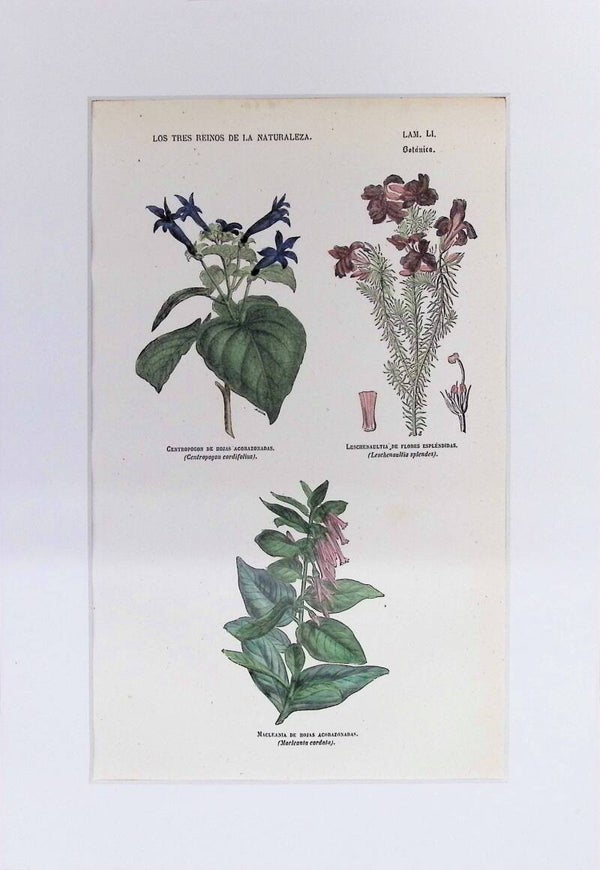 Centropogon, Leschenaultia y Macleania | Los Tres Reinos de la Naturaleza – Lámina LI (1852-1858) – 32x22 cm