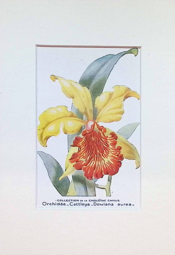 Orquídea Cattleya Dowiana Aurea - Col. Choléïne Camus