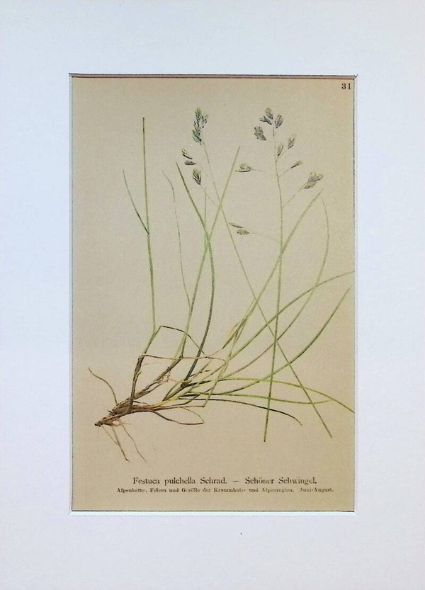 Festuca pulchella Schrad. — Schöner Schwingel — Atlas der Alpen-Flora, 1897. Botánica.