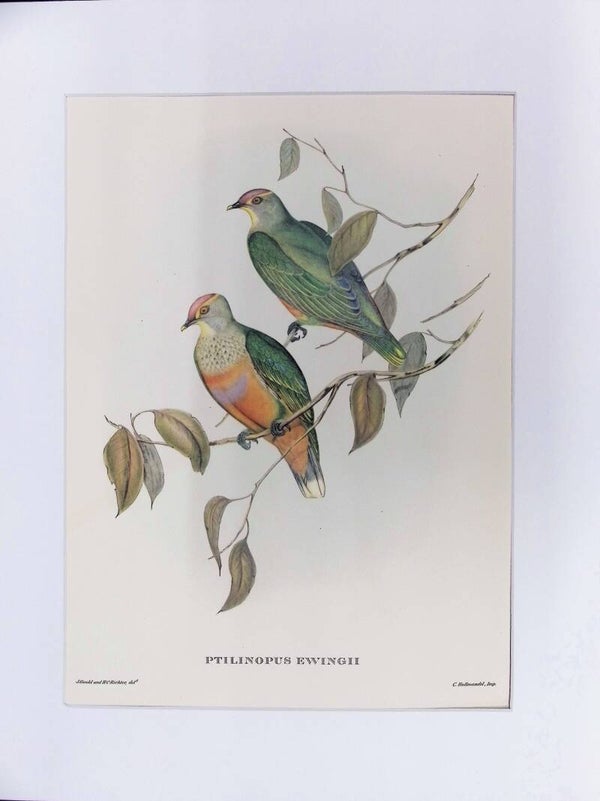 Ptilinopus ewingii – Paloma Frutera de Ewing (John Gould, Mr. Gould’s Tropical Birds, 1955) AVES