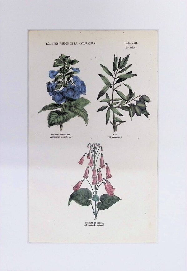 Achimenes, Olivo y Gesneria | Los Tres Reinos de la Naturaleza – Lámina LVII (1852-1858) – 32x22 cm