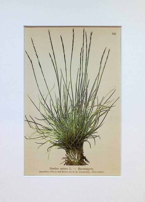 Nardus stricta L. — Borstengras — Atlas der Alpen-Flora, 1897. Botánica.