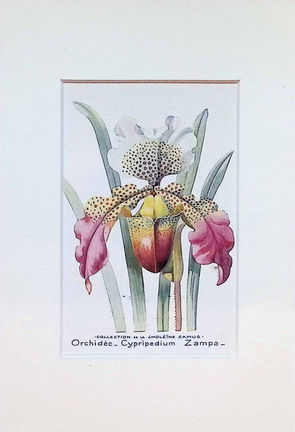 Tarjeta Botánica Antigua - Orquídea Cypripedium Zampa - Col. Choléïne Camus