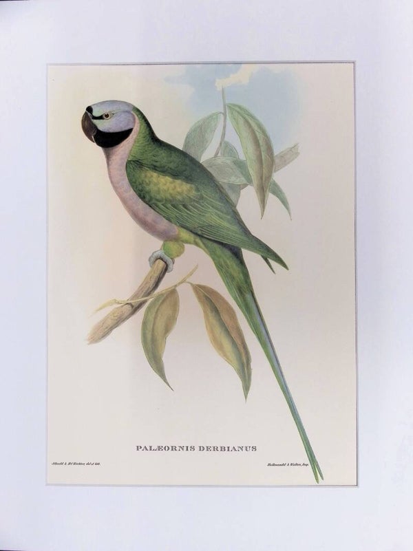 Palaeornis derbianus – Cotorra de Derby (John Gould, Mr. Gould’s Tropical Birds, 1955) AVES