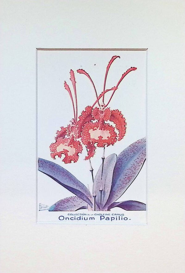 Tarjeta Botánica Antigua - Orquídea Oncidium Papilio - Col. Choléïne Camus