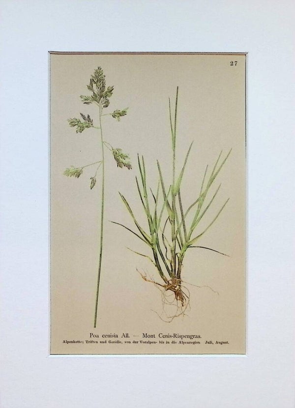 Poa cenisia All. — Mont Cenis-Rispengras — Atlas der Alpen-Flora, 1897. Botánica.