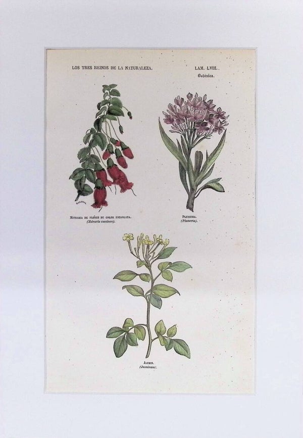 Mitraria, Plumeria y Jazmín | Los Tres Reinos de la Naturaleza – Lámina LVIII (1852-1858) – 32x22 cm Descripción: